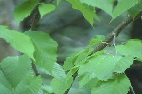 Leaves Focus 03 Video stock 503114