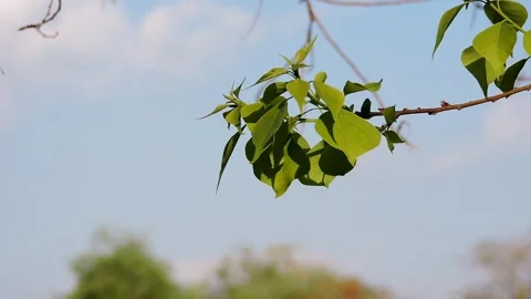 The leaves of a Focus religions tree,  Papal tree Stock Footage 331355703