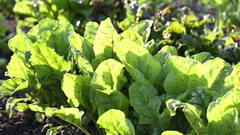 Leaves of fodder beet, background. green, large leaves of a cultivated plant. Stock Footage 134778070