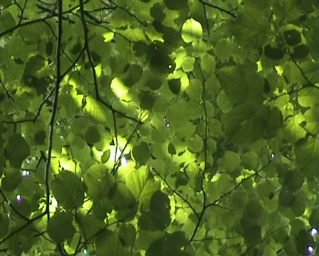 Leaves / Foliage Video stock 157818