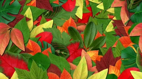 Leaves Video stock 353294