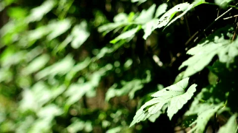 Leaves Vídeos de archivo 526695