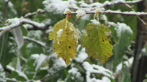 Leaves Stock Footage
