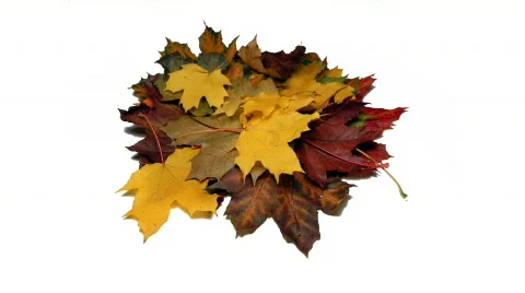 Leaves Stock Footage 546440