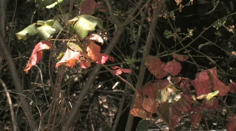 Leaves Video stock 611581