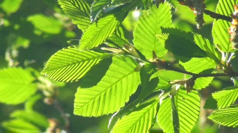 Leaves 動画素材 702979