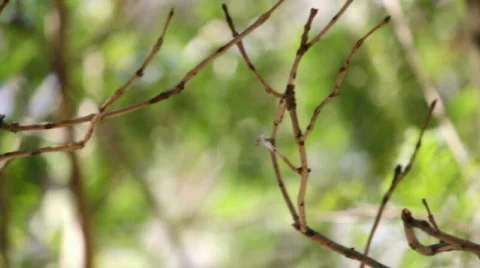 Leaves Video stock 786005