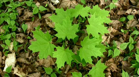 Leaves Stock Footage 815550