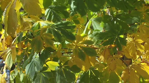 Leaves Stock Footage 863978