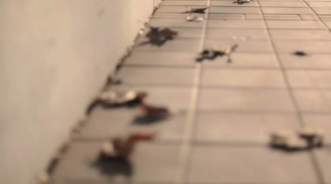 Leaves Stock Footage 1099572