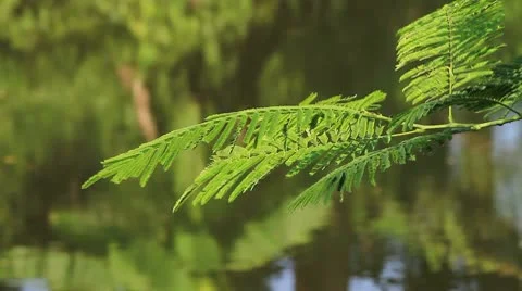 Leaves Stock Footage 10773857