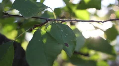 Leaves Stock Footage 12013456