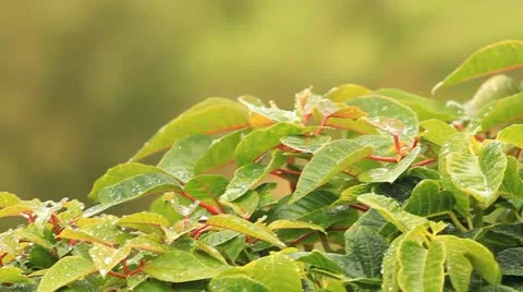 Leaves Stock Footage 12051039