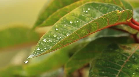 Leaves Stock Footage 12051953