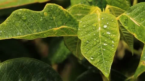 Leaves 스톡 동영상 12052584