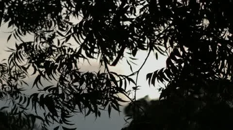 Leaves Stock Footage 20087549