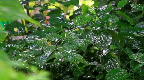 Leaves Stock Footage 22241387