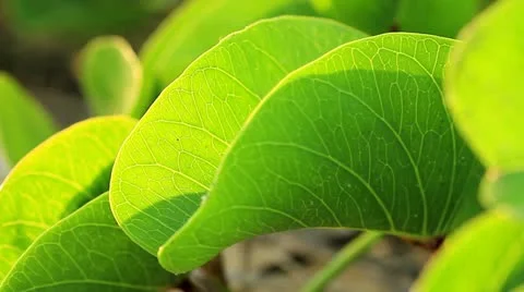 Leaves Video stock 22251117