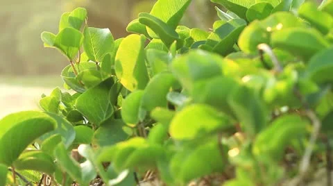 Leaves Video stock 22251211