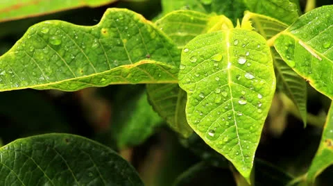 Leaves Stock Footage 22935897