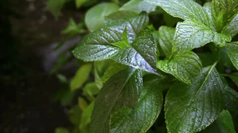 Leaves Stock Footage 24819061