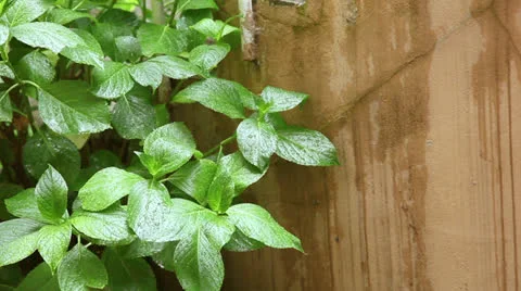 Leaves Stock Footage 24819212