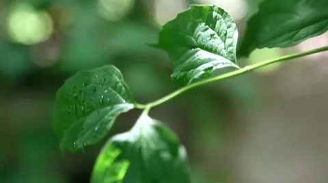 Leaves Stock Footage 25364343