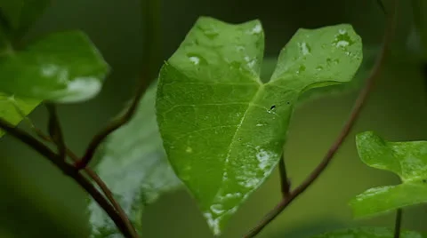 Leaves Stock Footage 25569502