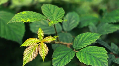 Leaves Stock Footage 25590618