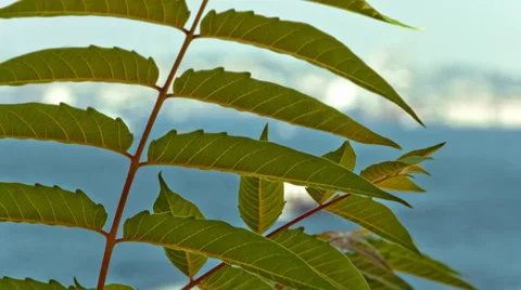 Leaves Stock Footage 27441969
