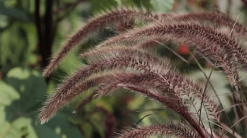 Leaves Stock Footage 27878783