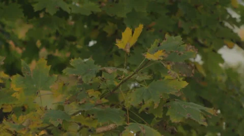 Leaves Stock Footage 28690336