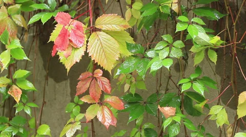 Leaves Stock Footage 31744996