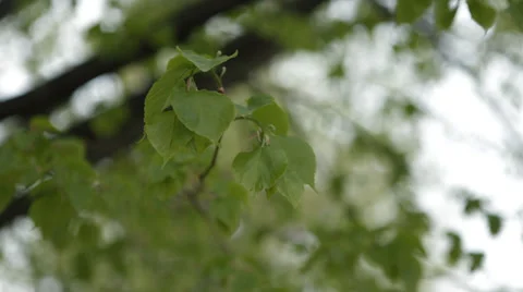 Leaves Stock Footage 34134230