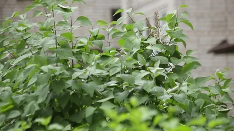 Leaves. Stock Footage 74522658