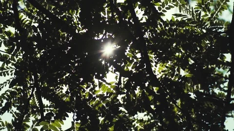 Leaves Stock Footage 78989140