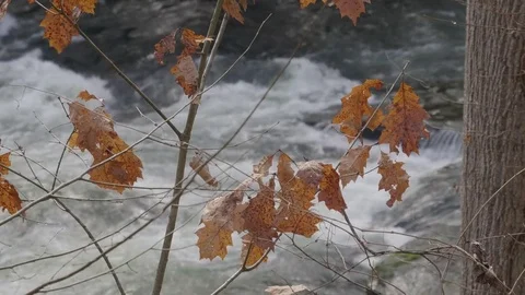 Leaves Stock Footage 84037440