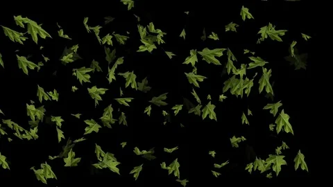 Leaves Stock Footage 84988359