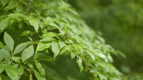 Leaves Stock Footage 94354299