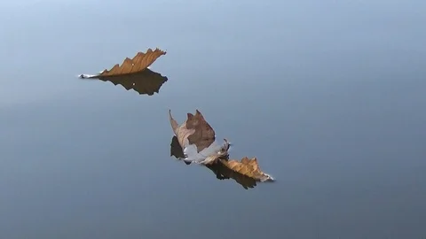 Leaves Stock Footage
