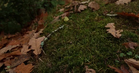 Leaves Stock Footage 101358729