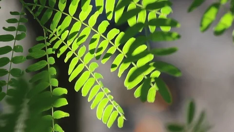 Leaves Stock Footage 103732929