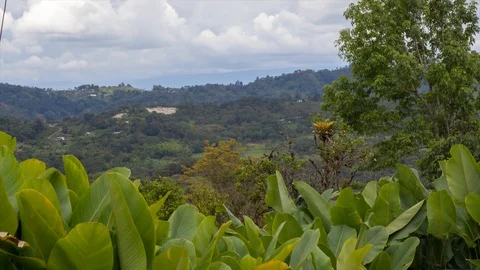 Leaves Stock-Footage 108392142