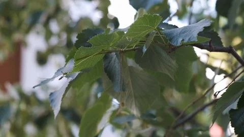 Leaves Stock Footage 117244837