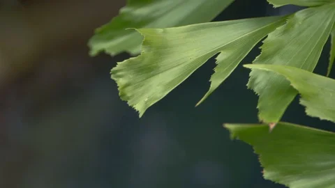 Leaves Stock Footage 129701072