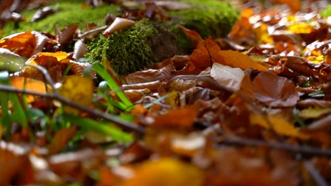 Leaves 库存影片 130251936