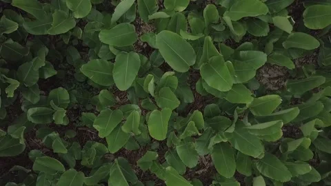 Leaves Stock-Footage 130477604