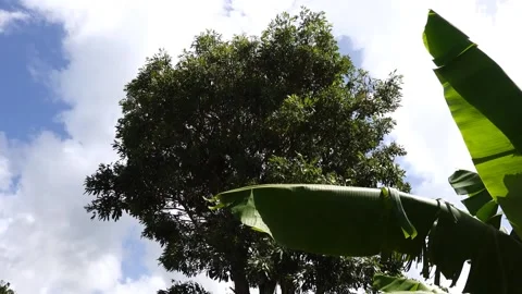 Leaves Vidéo 134108868