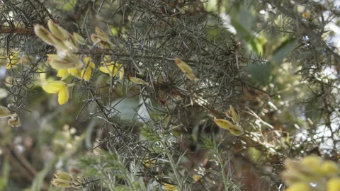 Leaves Video stock 142056284