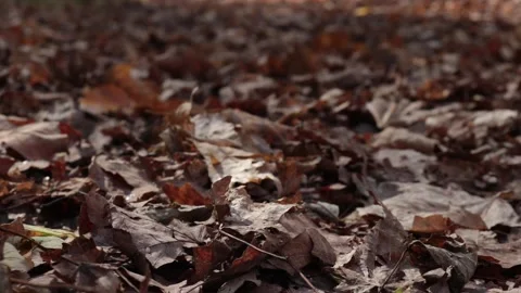 Leaves Stock Footage 143612750